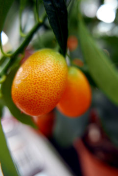 Kumquats on Tree