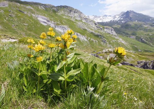 Gentiana punctata or spotted gentian, an alpine yellow wildflower