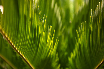 The leaves of the palm macro. Desktop wallpaper.