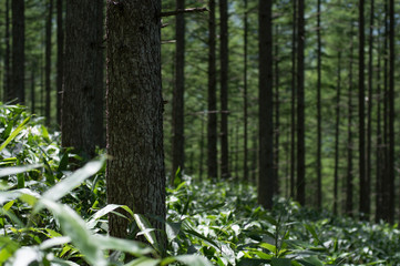 カラマツ林