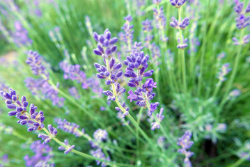 Lavender Plant and Flowers