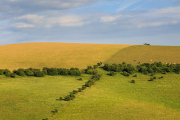 Obraz premium Sussex Landscape