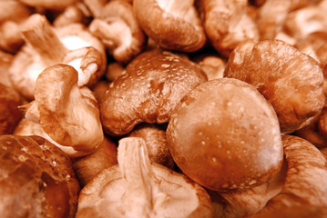 Mushrooms