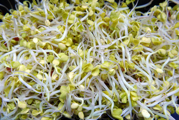 Radish Sprouts