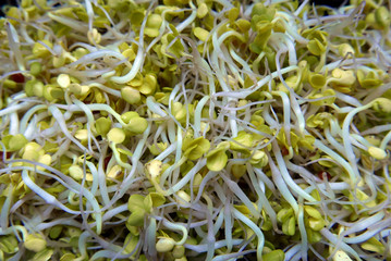 Radish Sprouts