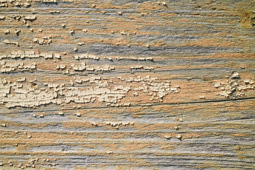 Old wooden board texture with cracked and almost completely peeled creamy paint
