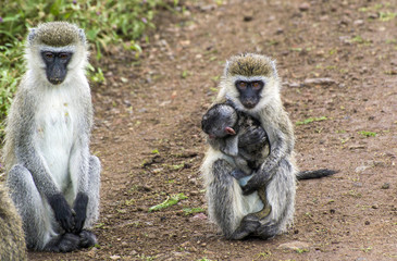 Two baboons with a baby on the way