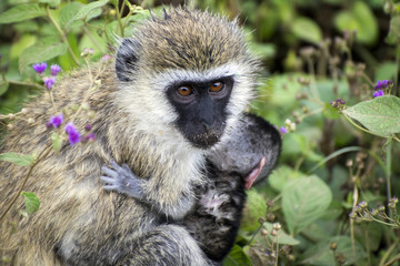 Fototapeta premium Monkey mum with a chick sitting on a branch near the savanna