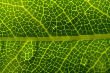 venature foglia