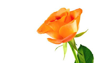 eine orangefarbene Rose, freigestellt vor weissem Hintergrund