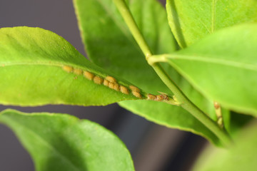 Mating scales colony sucking on citrus leaf, closeup with shallow depth of field