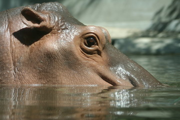 Hippo in the water on sunny day