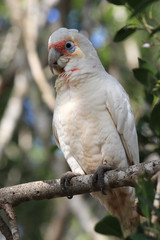 Long-billed corella (Cacatua tenuirostris), sitting on a tree branch. Australia, QLD, Brisbane