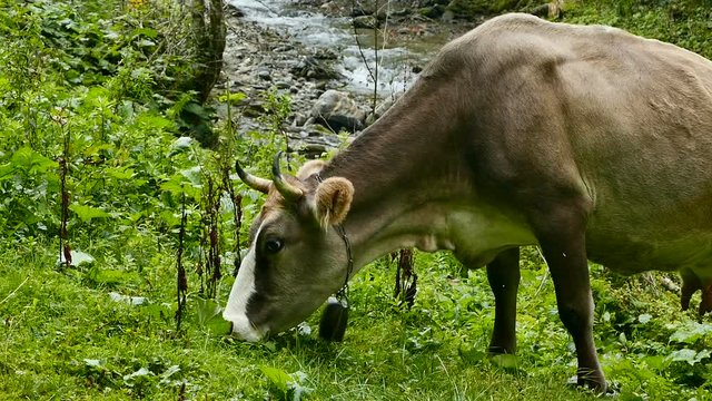 A brown cow grazes on a green mountainside near a river. Close-up
