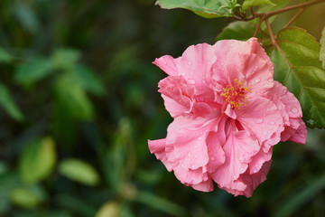 Beautiful Hibiscus plants flower and rain drops with sun light.