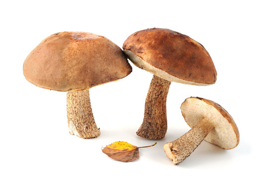 Group of Birch bolete mushrooms on white isolated background