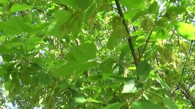 Ash Tree Flowers and fruits. Branches of fraxinus exelsior tree in the wind. Video HD Shooting of static camera.