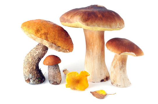 Golden Chanterelles mushrooms
