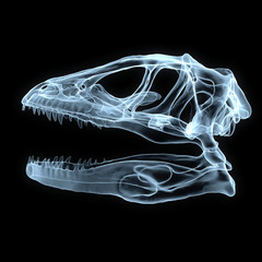 x-ray of a dinosaur