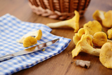 Basket of fresh Golden Chanterelles mushrooms