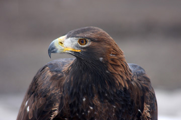 Steinadler