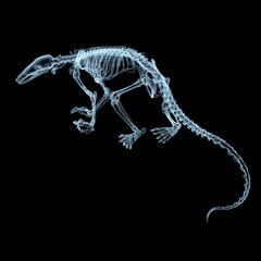 x-ray of an ant-eater