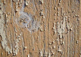 Old wooden weathered board texture with knot and cracked and almost completely peeled chipped paint with cracks, grungy background, rough surface, vintage backdrop, material detail