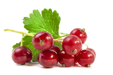 Branch of ripe red currant close