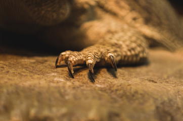 reptile foot, claws resting on a stone, bearded dragons claws closeup - 162744974