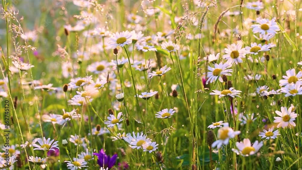 Wall mural close-up view of many wild plants of different kinds slightly moving in wind in charming soft light 