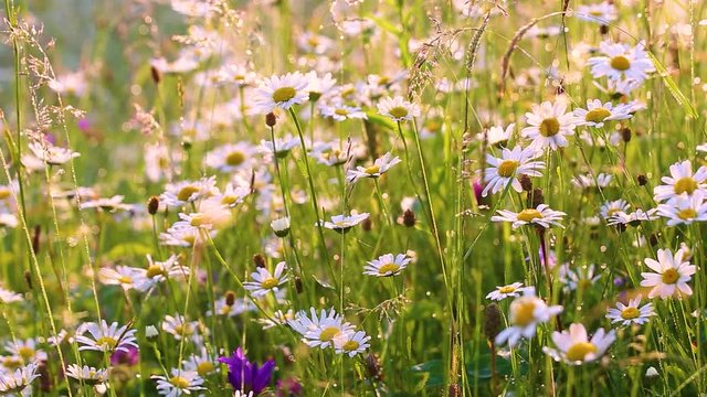 Close-up view of many wild plants of different kinds slightly moving in wind in charming soft light of sun. Sparkling morning drops of dew on leaves of daisies and other growth. Shallow depth of field