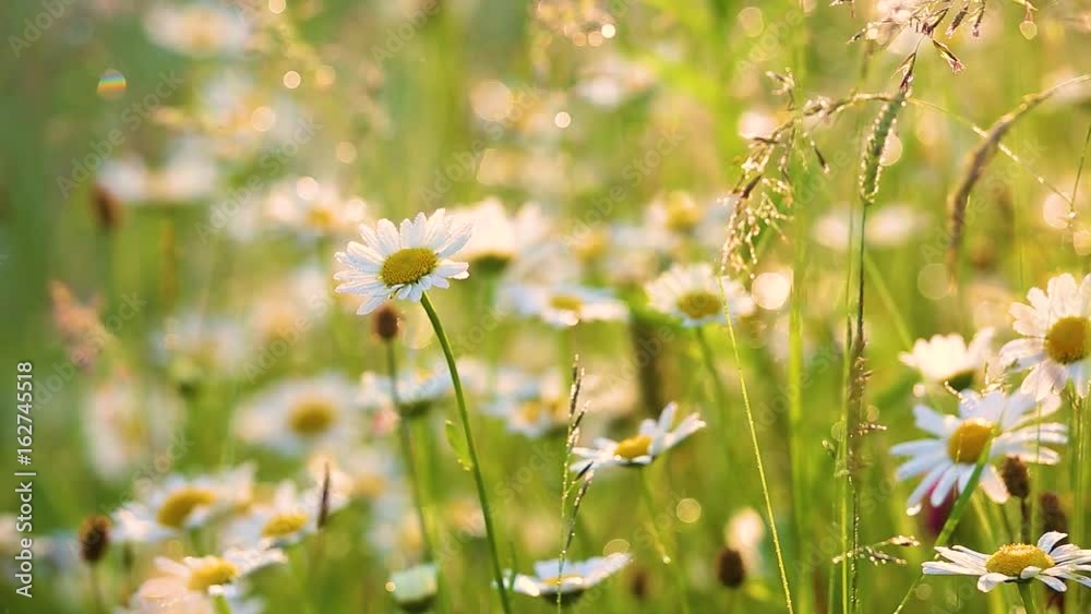 Wall mural close-up view of many wild plants of different kinds slightly moving in wind in charming soft light 