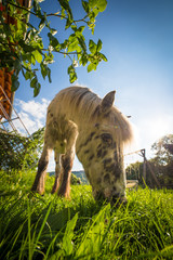 Pferd auf einem Bauernhof