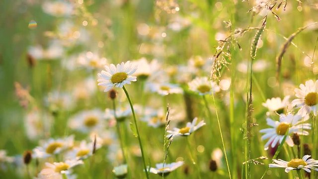 Close-up view of many wild plants of different kinds slightly moving in wind in charming soft light of sun. Sparkling morning drops of dew on leaves of daisies and other growth. Shallow depth of field