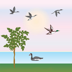 Morning summer spring landscape, flying ducks, goose, river, shore, tree, sun, art creative modern vector illustration Hunting banner