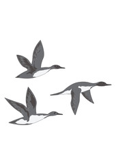 Flying ducks isolated on white background art creative modern vector illustration Hunting logo