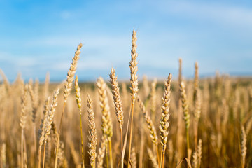 Fototapeta premium Detail of Wheat Field Before the Harvest.