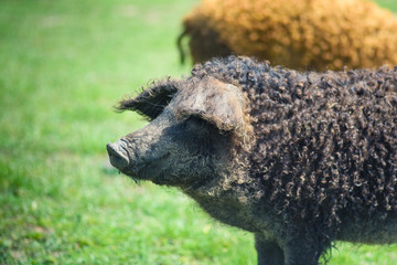 Boar on the farm. The life of a pig.