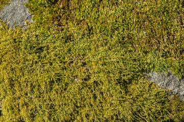 Moss growing on sandstone. Background texture.