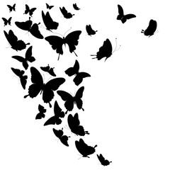 black butterfly, isolated on a white