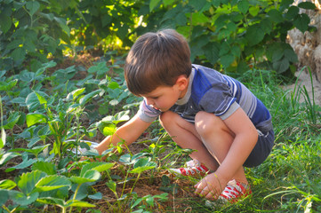 Little boy picking up strawberries in garden. Child eating organic strawberries in nature