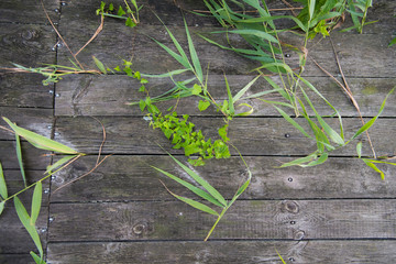 Rustic wooden background with the rain-drenched grass. Old solid wood slats shabby gray background. Dark hardwood weathered square surface.