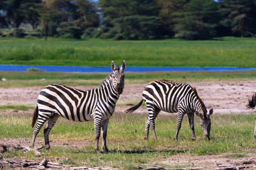 Fototapeta na wymiar Two zebras in shore of pond. Kenya, Africa