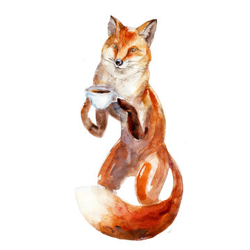 Watercolor illustration of fox with cup of coffee, isolated on white background