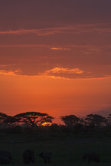 Savanna nightlife. Amboseli, Kenya