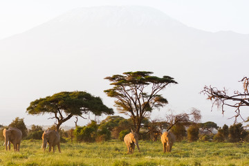 Savanna of Amboseli. Kenya, Kilimanjaro mountain.