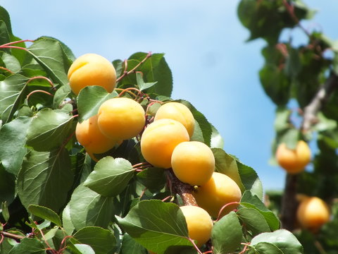 Ripe apricots on branch
