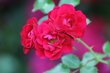 Fototapeta premium Three rose