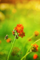Garden orange hawkweed flower in bright yellow and green blur background, vertical, close-up