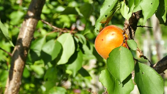 Ripe apricot fruit on apricot tree - pan right, UHD